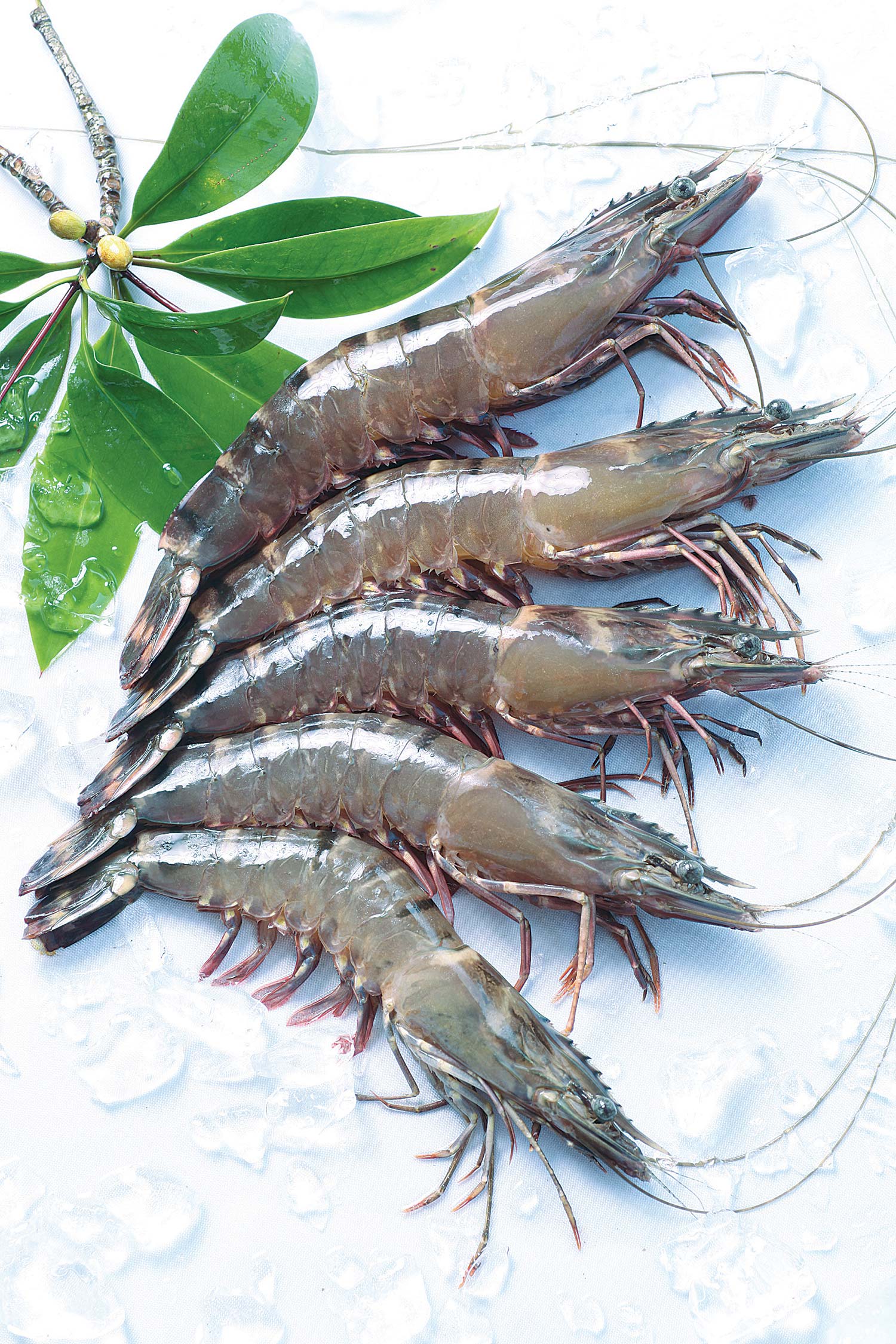 seafimex.com
